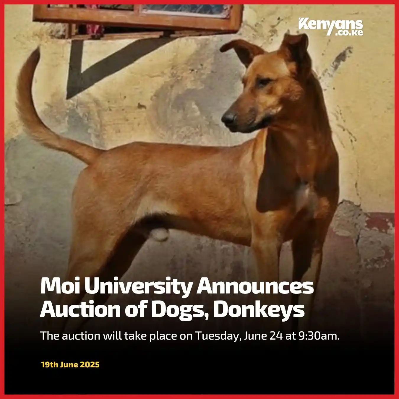 Image from Kenyans.co.ke: 𝗠𝗢𝗜 𝗨𝗡𝗜𝗩𝗘𝗥𝗦𝗜𝗧𝗬 𝗔𝗡𝗡𝗢𝗨𝗡𝗖𝗘𝗦 𝗔𝗨𝗖𝗧𝗜𝗢𝗡 𝗢𝗙 𝗗�...