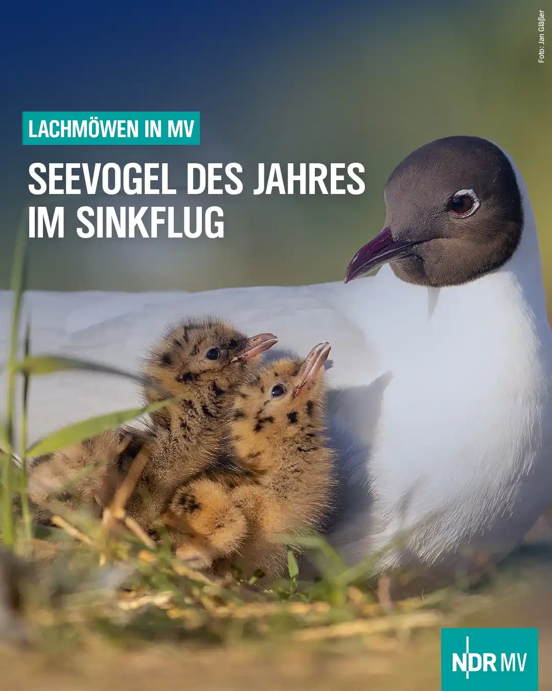 Image from NDR MV Nachrichten: Über Jahre wurde die Lachmöwe als Problemvogel gesehen, gezielt vergif...
