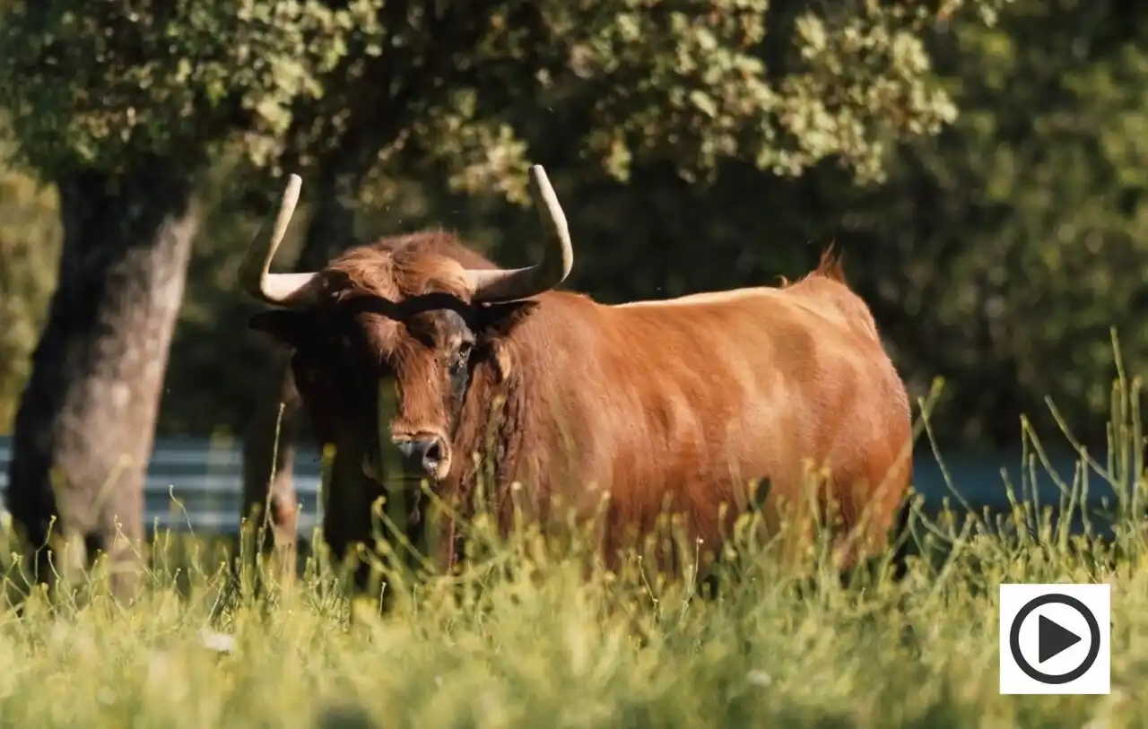 Image from Aplausos: 🎥VÍDEO I La corrida de Daniel Ruiz para el cartelazo del Corpus de To...