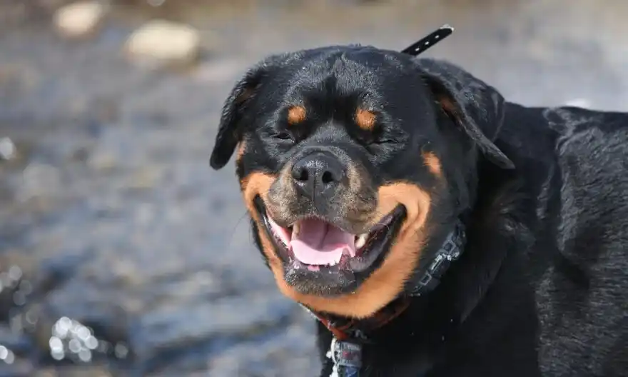 Image from 95047.it: Paura a Pedara: rottweiler fuggono da una villetta e aggrediscono tre ...