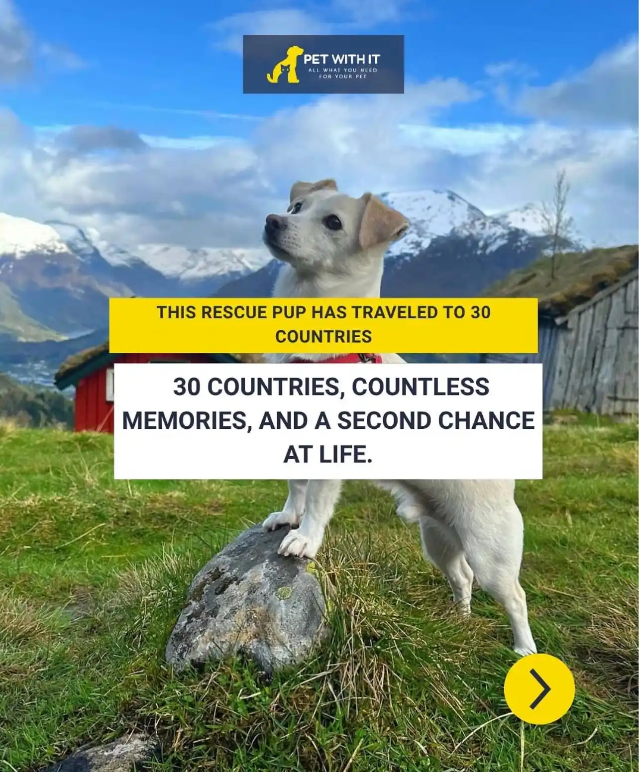 Image from PETWITHIT 🐶: This rescue pup has traveled to 30 countries   https://www.instagram.c...