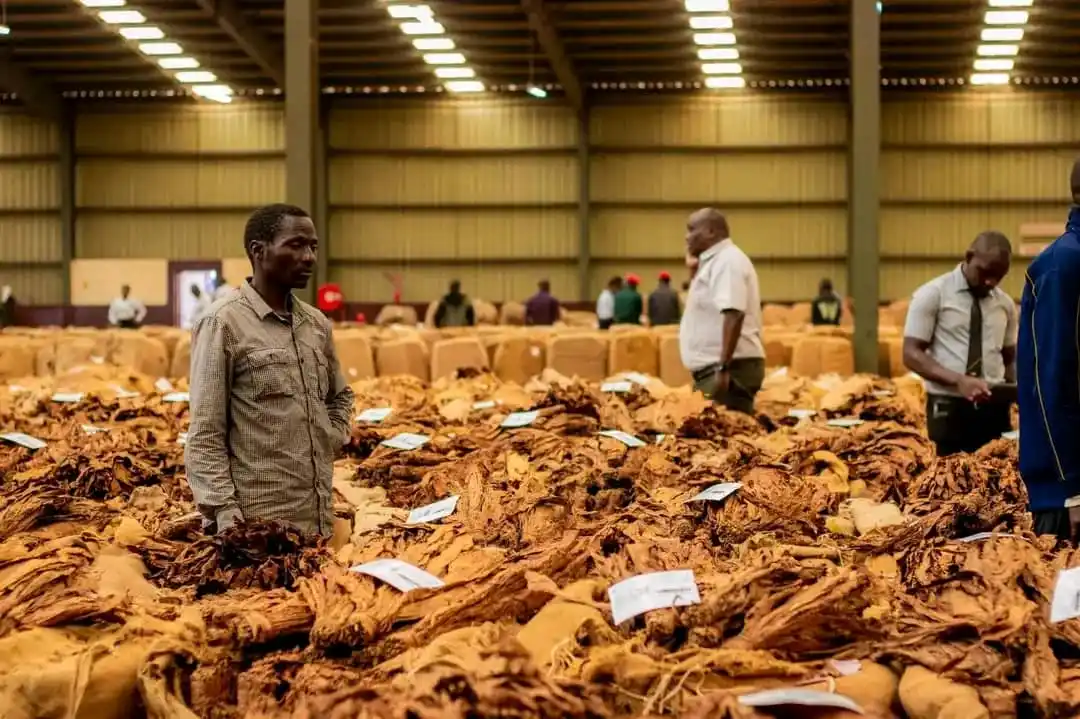 Image from NHAU DZESHONA🇿🇼: Vanoti gadziriro dzemwaka wekurimwa kwefodya wa2025/ 2026 dzava padanh...