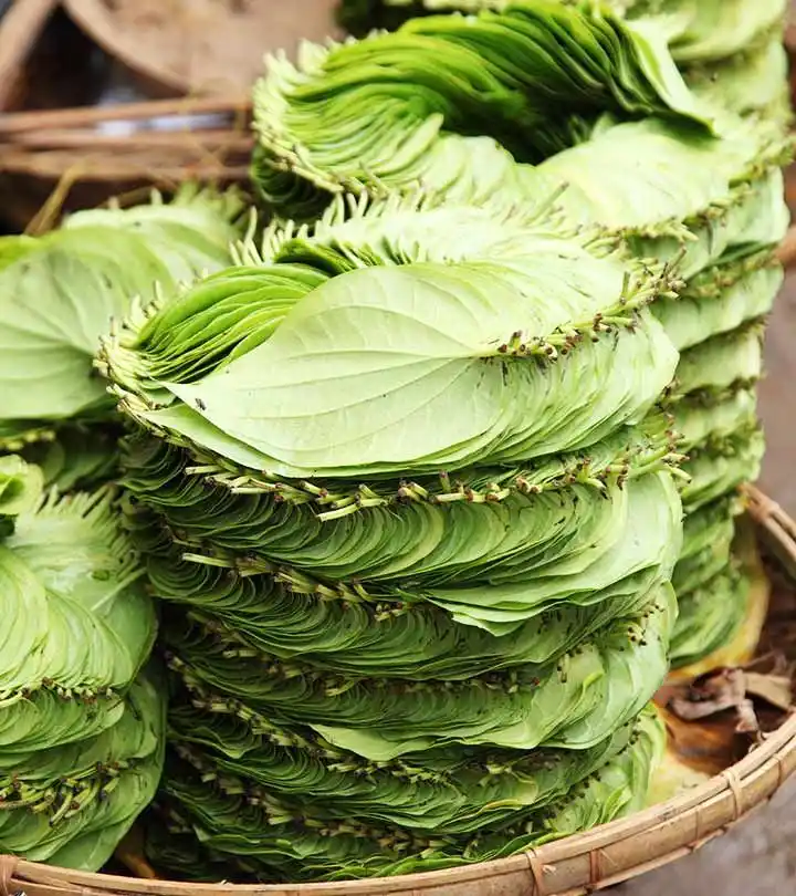 Image from Dreamy Ambivert: Betel leaves, also known as paan leaves, have been used for centuries ...