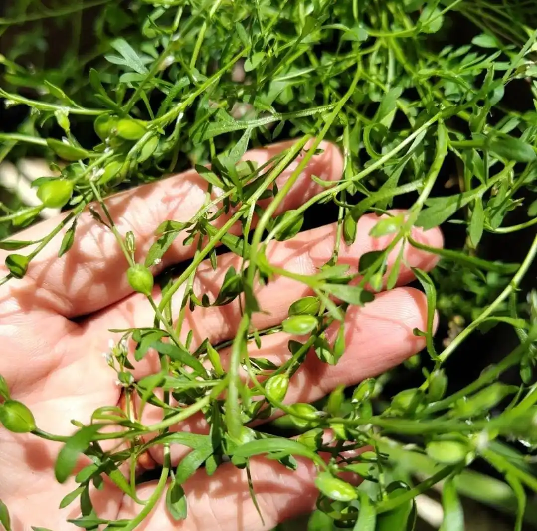 Image from Dreamy Ambivert: Garden Cress Seeds in Ayurveda Garden cress seeds, also known as Halim...