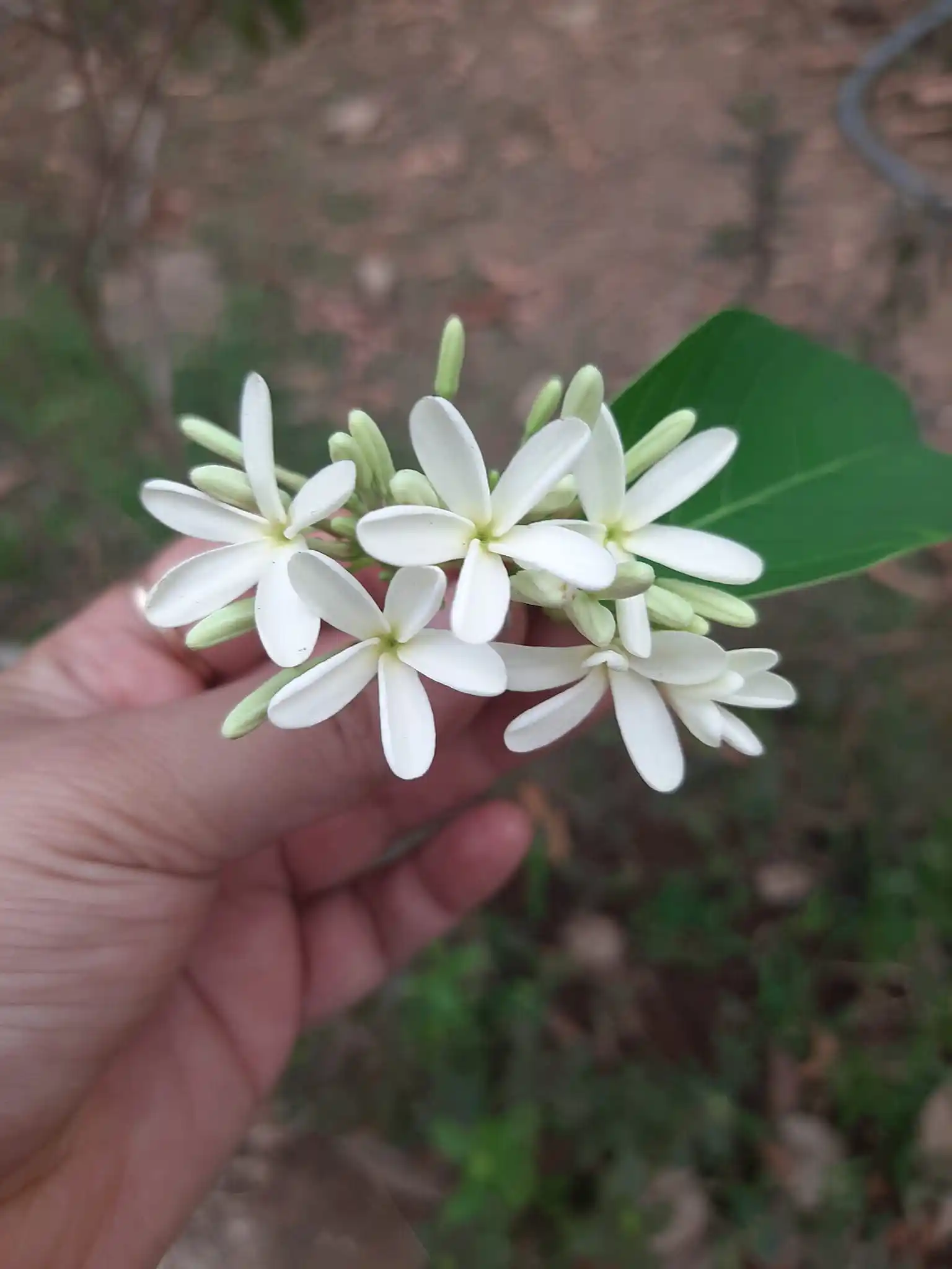 Image from Dreamy Ambivert: Kutaja Plant and Flowers in Ayurveda Kutaja (Holarrhena antidysenteric...