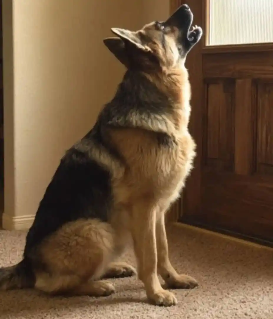 Image from Kennie_printz | Whatsapp Channel: My Dog Keeps Howling Nonstop After The Kids Left With My Mother-In-Law...