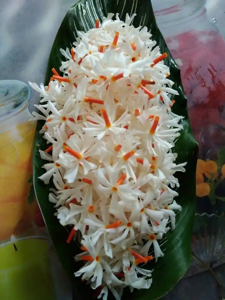 Image from Dreamy Ambivert: Parijat Flowers in Ayurveda Parijat flowers, also known as Night Jasmi...