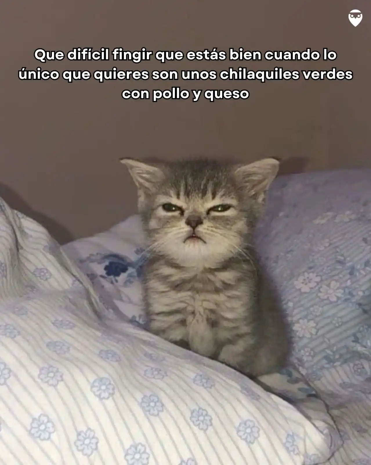 Image from Probecarios: Todo sería más fácil con chilaquiles. 🥹...