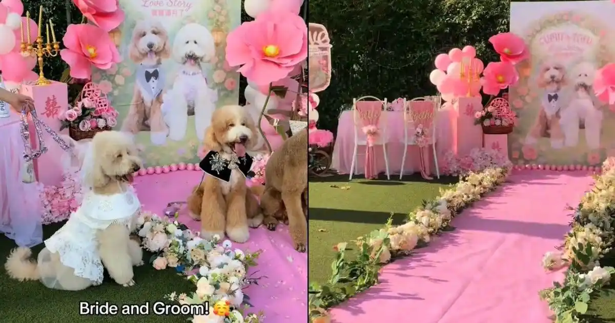 Image from AsiaOne: 🐩 Two poodles, Cupid and Tofu, tied the knot in a $5,000 garden weddi...