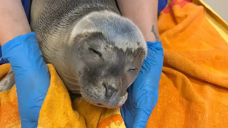 Image from VRT NWS: Op een illegale rave in Nederland is een zeehondenpup aangetroffen. To...