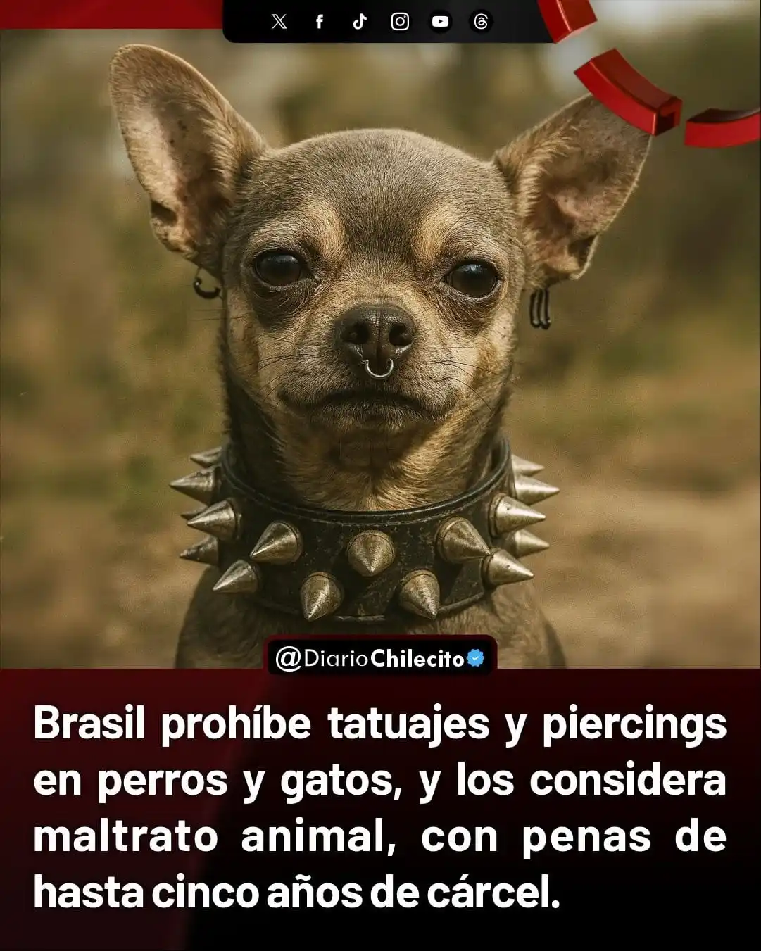 Image from Diario Chilecito: ● Brasil promulgó una ley que prohíbe tatuajes y piercings en perros y...