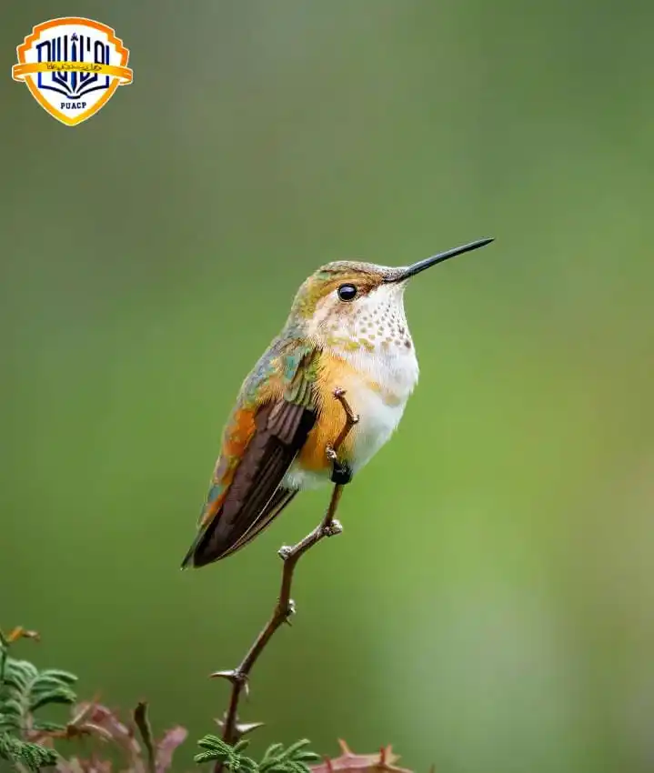 Image from PU AFFILIATED COLLEGES: *`How hummingbird hover with amazing speed?`* ```Hummingbirds move wi...