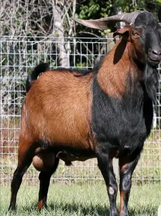 Image from AGRONOMME🇷🇼: HOW TO FATTEN GOATS   Fattening goats effectively involves a combinati...
