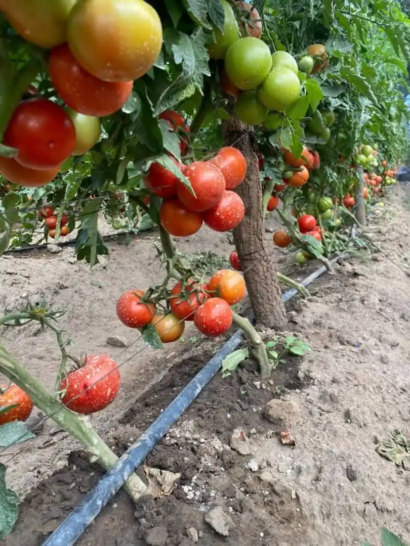 Image from AGRONOMME🇷🇼: 🍅 Let’s Talk Tomatoes: A Real Guide to Modern Tomato Farming in East ...