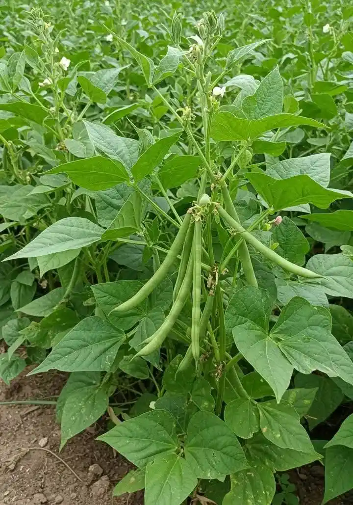 Image from AGRONOMME🇷🇼: 𝗢𝗽𝘁𝗶𝗺𝗶𝘇𝗶𝗻𝗴 𝗬𝗼𝘂𝗿 𝗕𝗲𝗮𝗻 𝗙𝗮𝗿𝗺𝗶𝗻𝗴 𝗳𝗼𝗿 𝗠𝗮𝘅𝗶�...