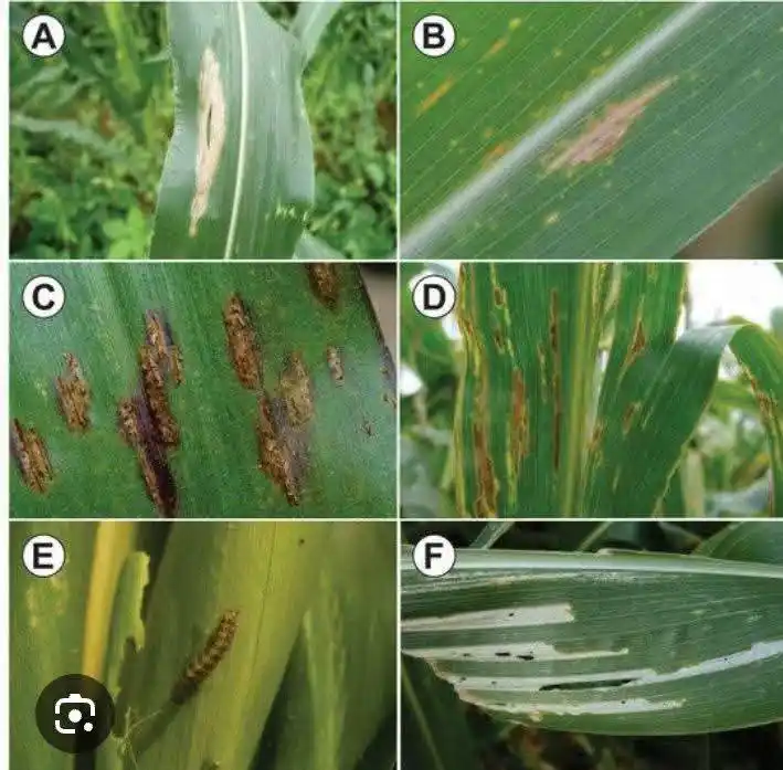 Image from AGRONOMME🇷🇼: PEST MANAGEMENT OF MAIZE. Managing maize pests requires a multi-facet...