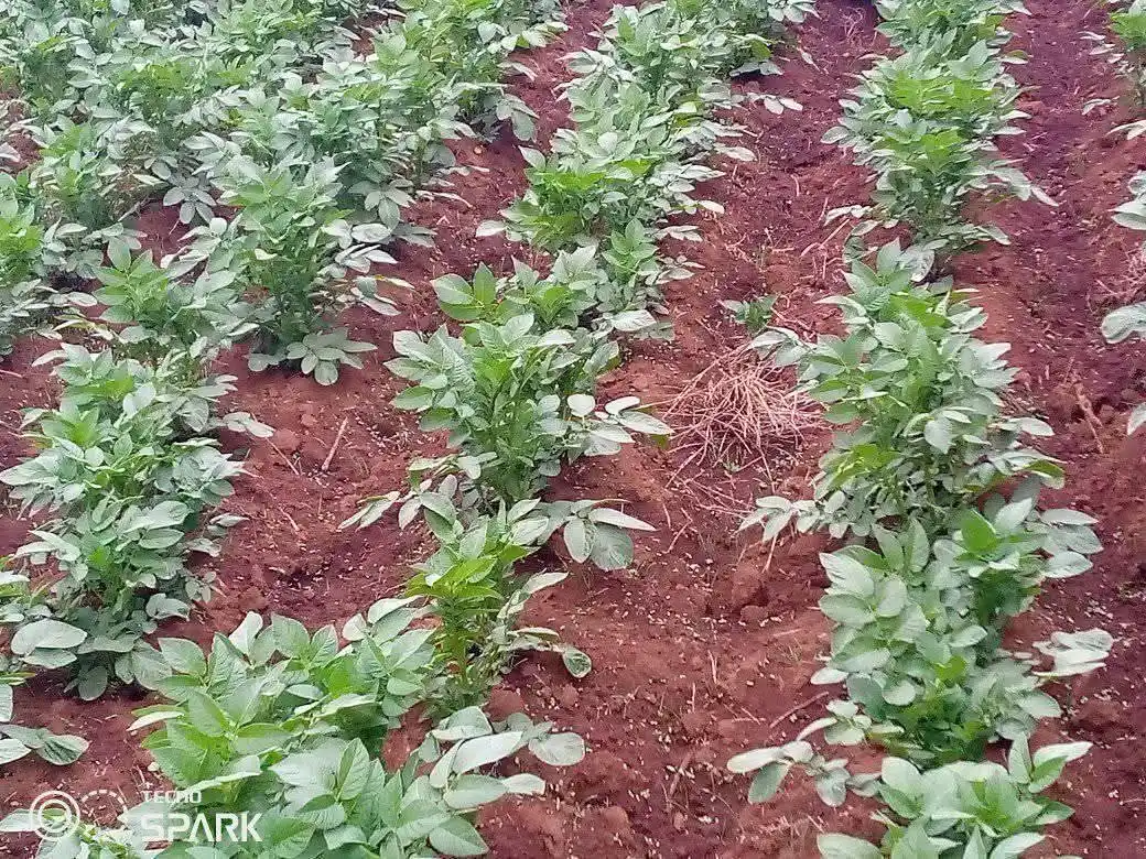 Image from AGRONOMME🇷🇼: POTATO CROP - Ecological requirements  Altitude: 1500-3000m above sea ...