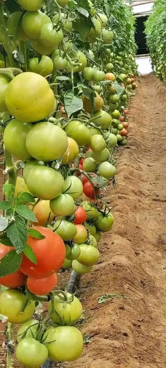 Image from AGRONOMME🇷🇼: Tomato Growing Tips for a Healthy Harvest 🍅 1. Proper Planting for St...