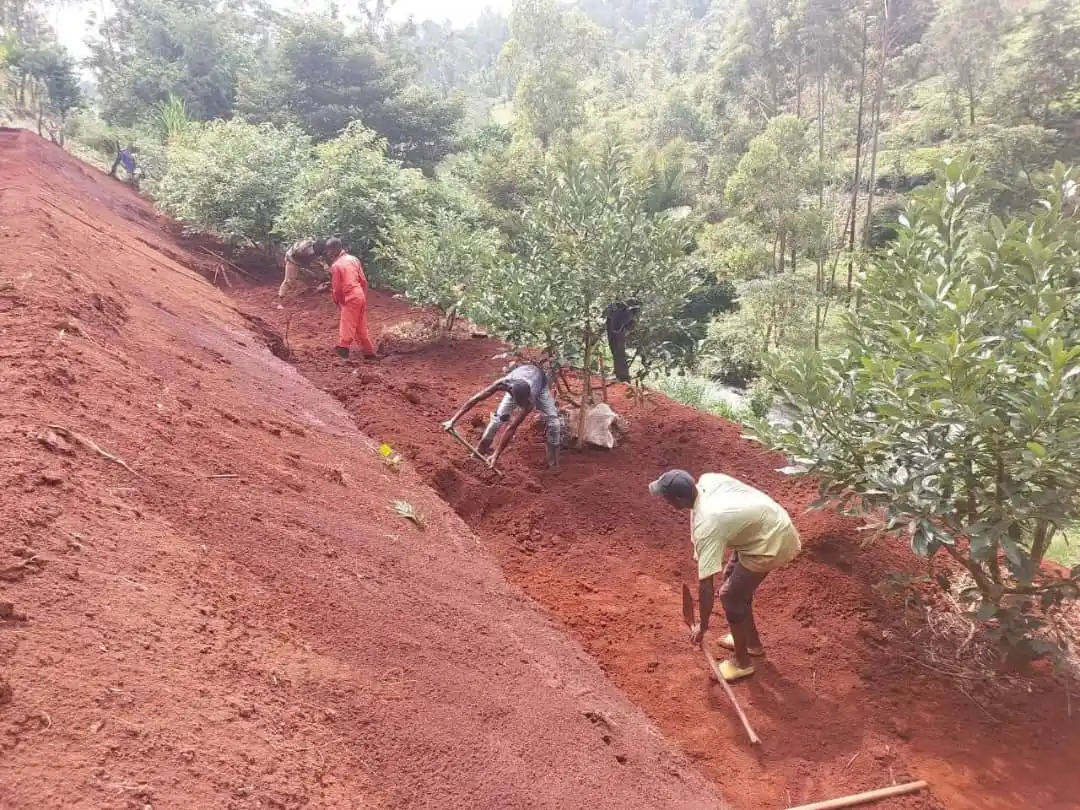 Image from AGRONOMME🇷🇼: TURN YOUR UNUSED LAND INTO A FRUITFUL ORCHARD WITH AGRONOMME Do you h...