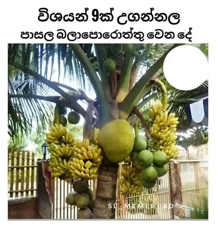 Heart Status Vibes || 💐🕊️❞ post