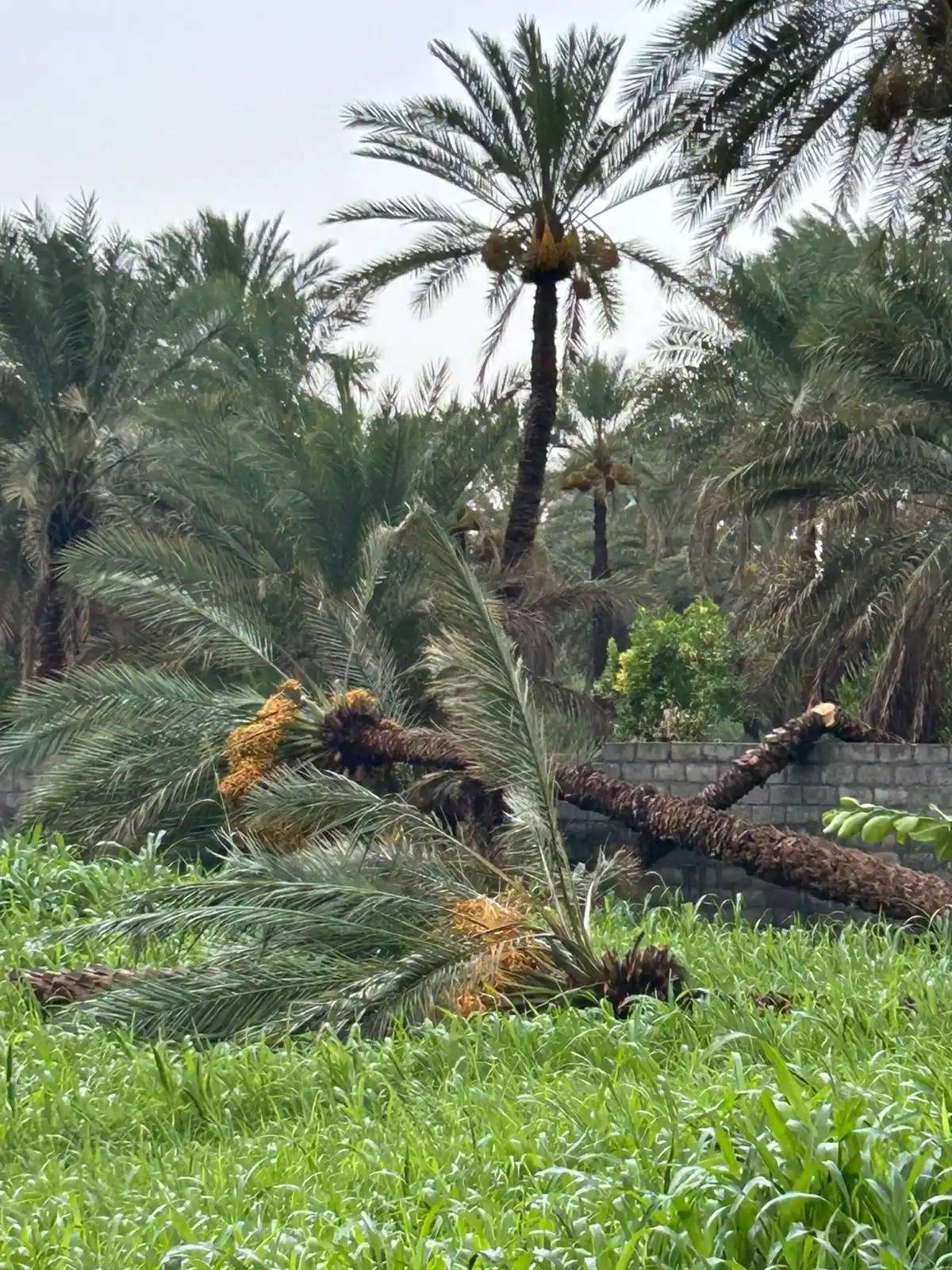Image from الخيمة العمانية: القابل.النبأ...