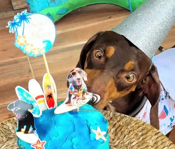 Image from Radio Sudamericana: 🐶 *CUMPLEAÑOS PET FRIENDLY: FESTEJÁ A TU PERRITO Y GATITO CON COMIDA ...