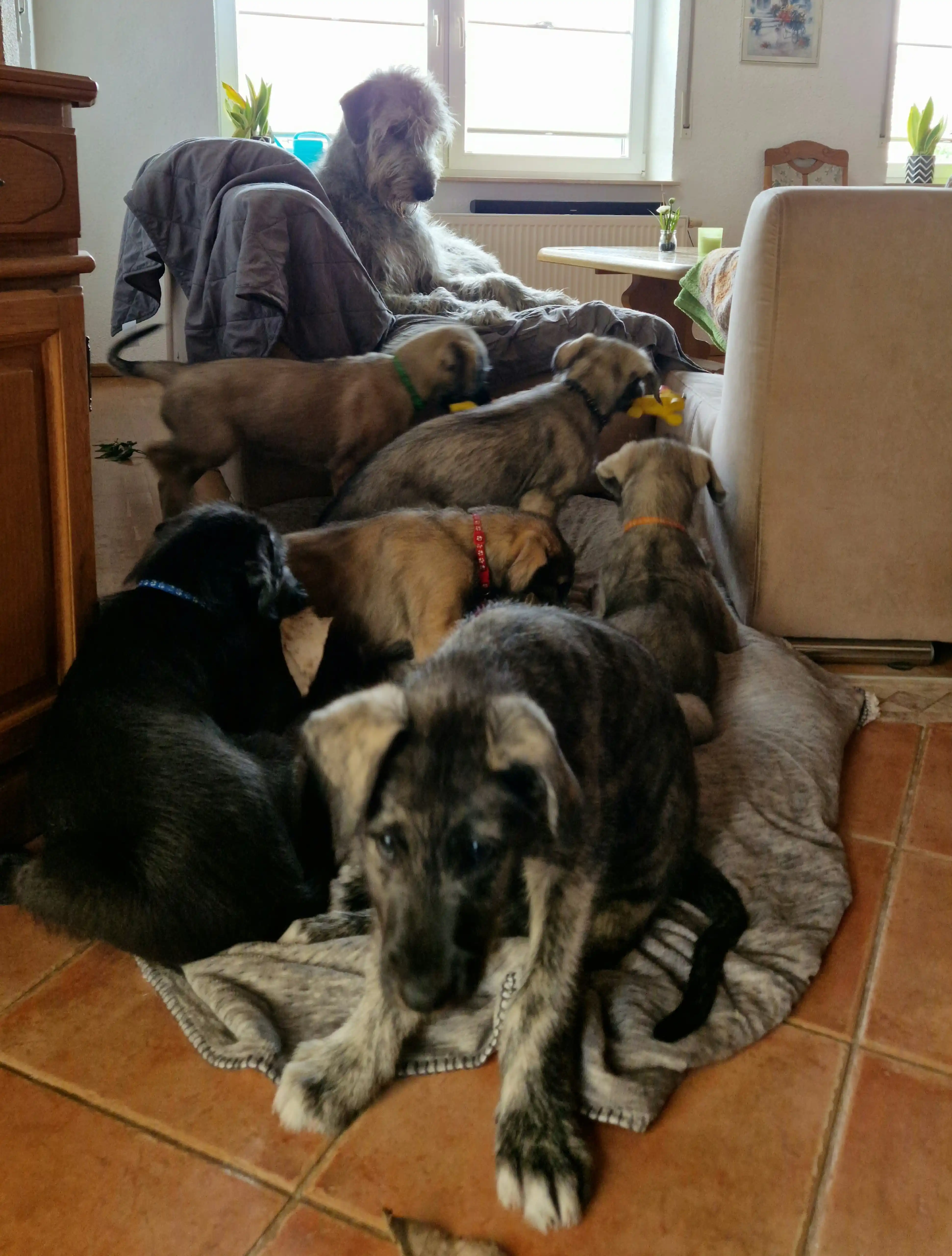 Irish Wolfhound post