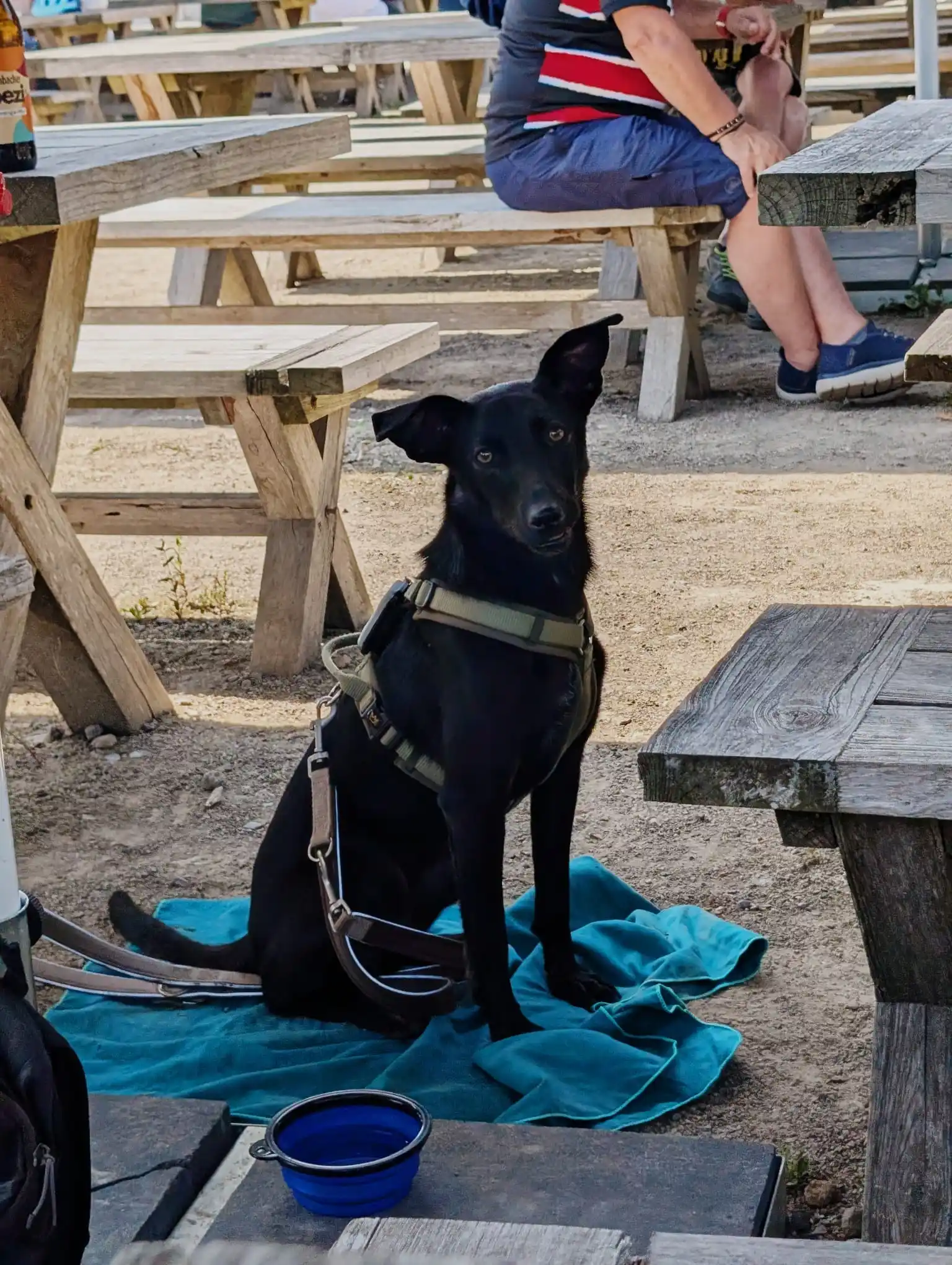 Image from Hundeschule Bochum bellt: ...bekommt weder Wurst noch Radler.🦇💜...