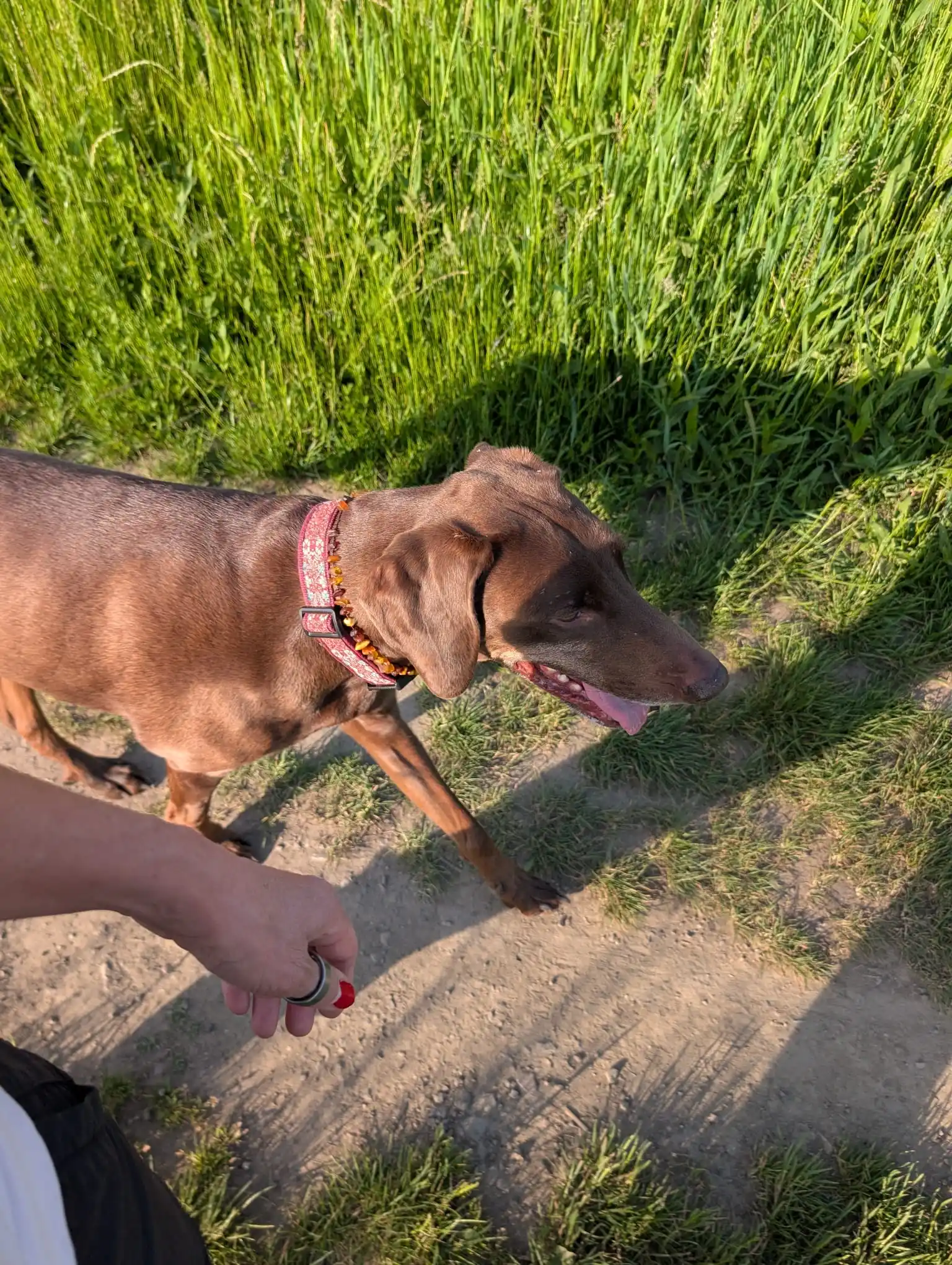 Image from Hundeschule Bochum bellt: Mein Hund ist definitiv gegen Mitte / Ende des Spaziergangs aufmerksam...