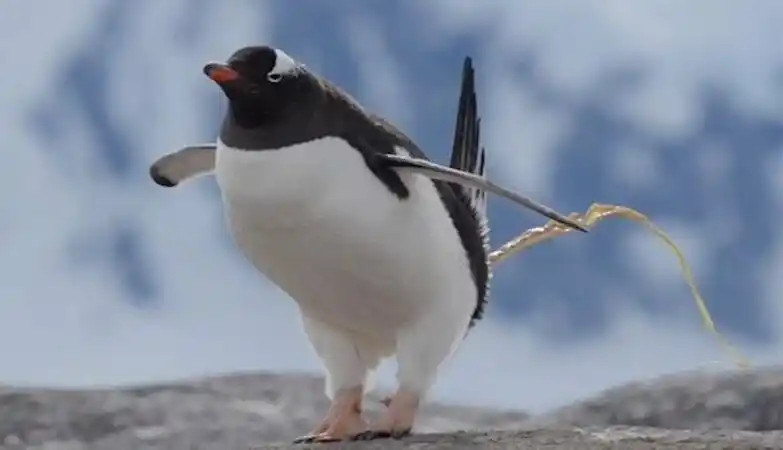 Image from ZAP Notícias: *Os excrementos de pinguim estão a salvar a Antártida?* É no mínimo es...