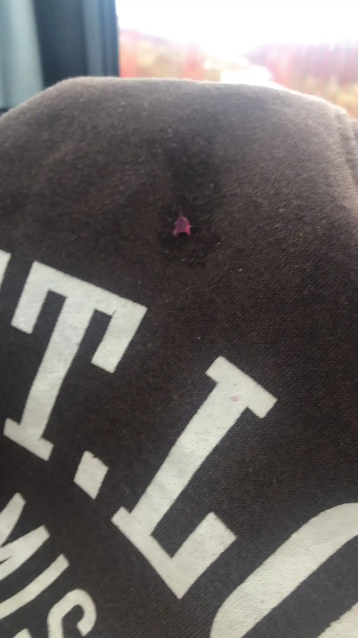 ~⭐️~.•*The Silly Planet*•. ~⭐️~              Official post