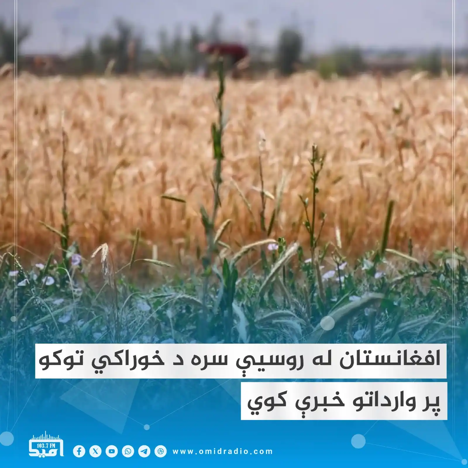 Image from OMID Radio/امید راډیو: د کرنې، اوبو لګولو او مالدارۍ وزارت سرپرست مولوي عطاالله عمري وايي، اف...