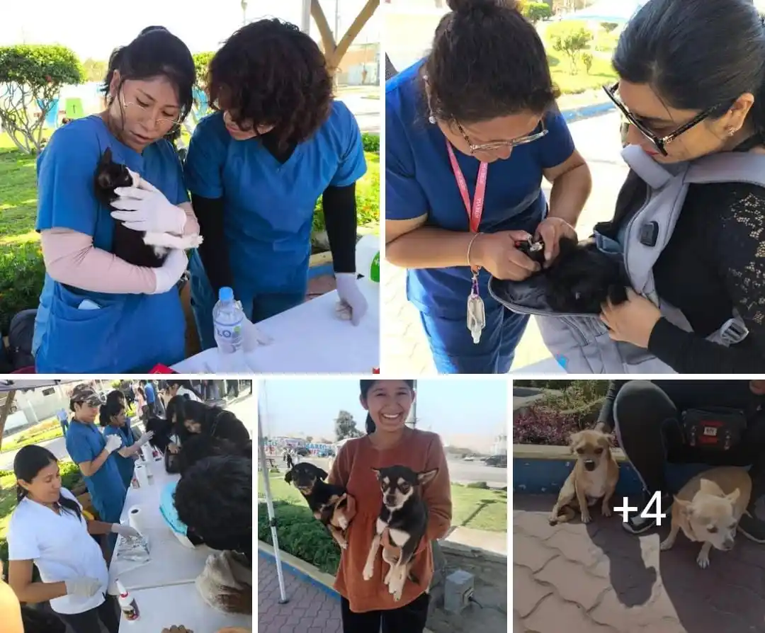 Image from Tacna Convocatorias y Anuncios: Imágenes de la Gatotón  https://www.facebook.com/share/p/16LzWzkin4/...