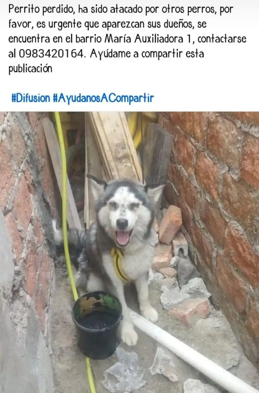 Image from NotiManta: PERRITO PERDIDO...