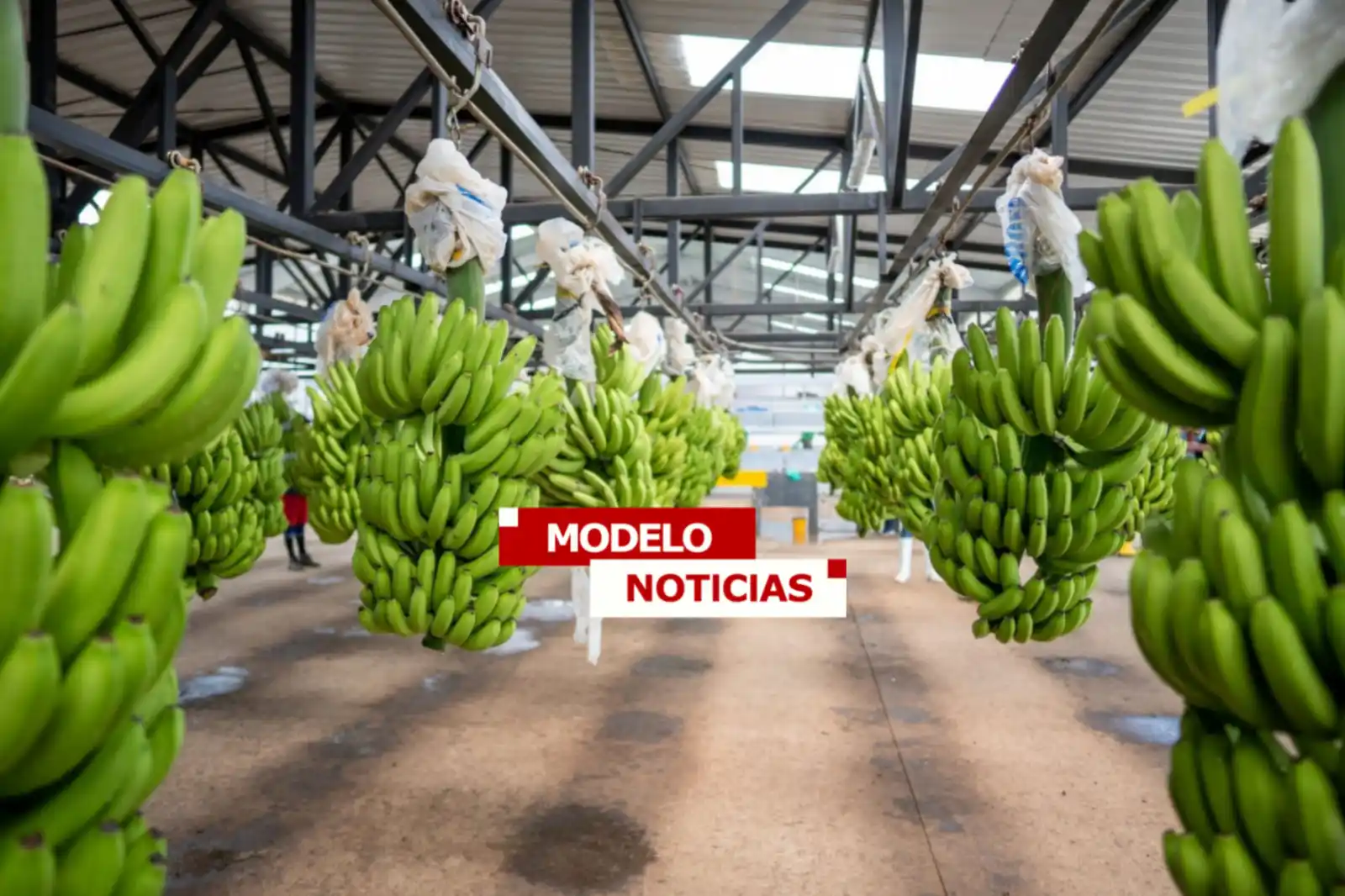 Image from Modelo Noticias • Manta: 🔴El plátano verde en alza de precio. La plaga del moko es una gran a...
