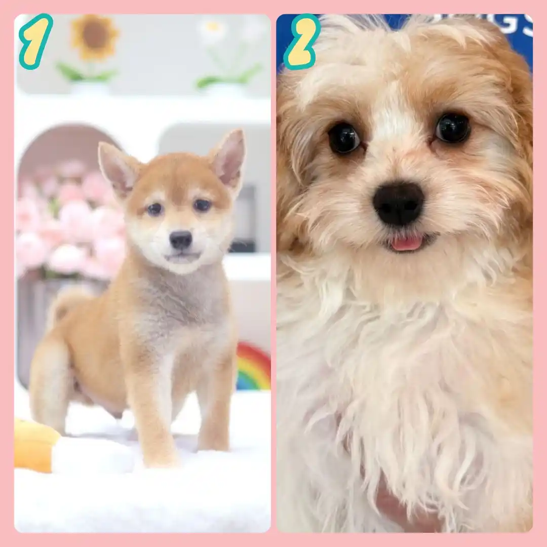 Image from Puppy Singapore: *View All Pups* 👇 https://availablepuppies.spread.name/ *WhatsApp Us...