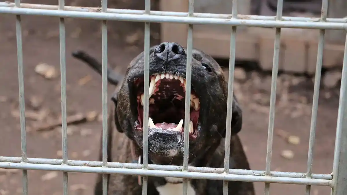 Image from The Mirror: *Brit dies of rabies after 'being bitten by stray dog' on Morocco holi...