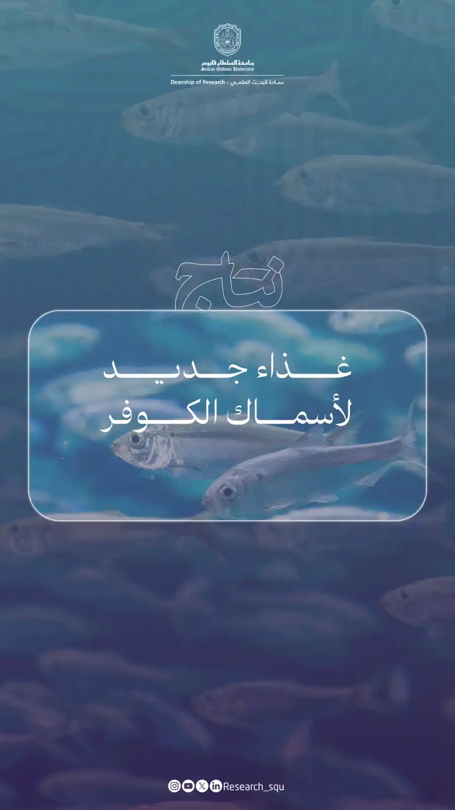 Image from Research.squ: مشروع بحثي عُماني يتوصل إلى غذاء جديد لأسماك الكوفر أرخص وأجود وأثبت ف...