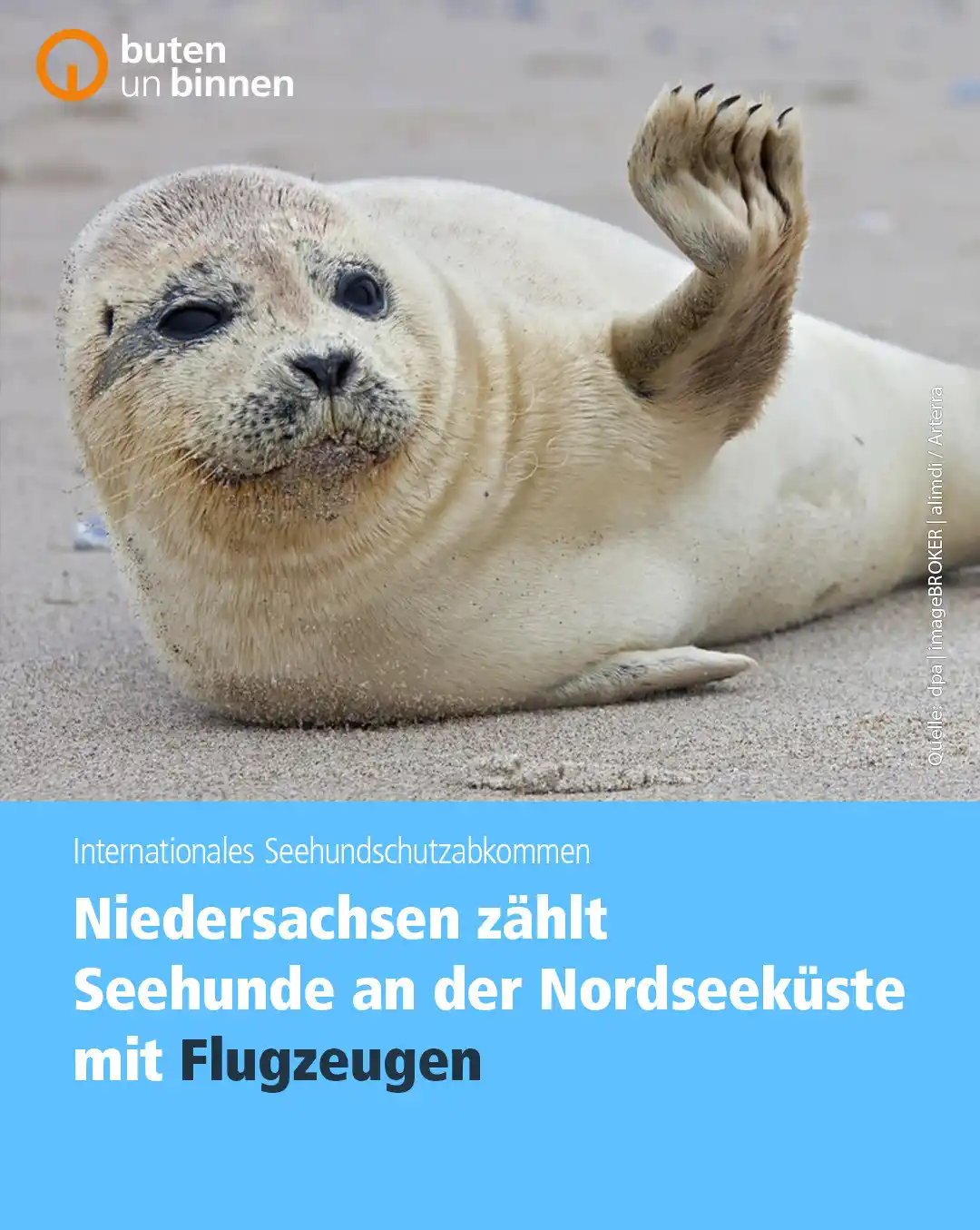Image from buten un binnen: 🌊🦭🌊 Zwei Kleinflugzeuge rücken bis Mitte August aus, um die Seehund...