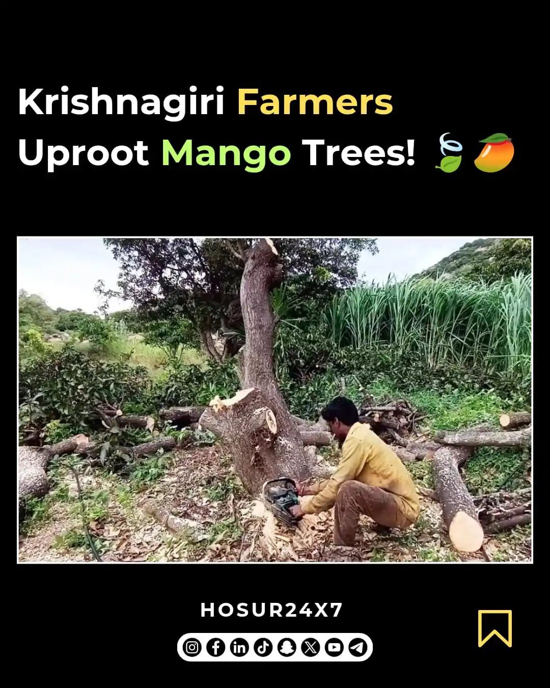 Image from HOSUR24X7 -OFFICIAL: Farmers in Krishnagiri Cut Down Mango Trees! Due to the lack of fair ...