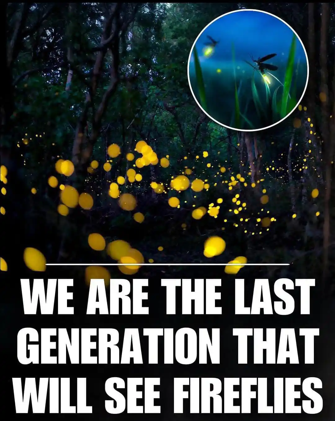 Image from Village Life: Fireflies, those tiny forest lanterns that have amazed us since childh...