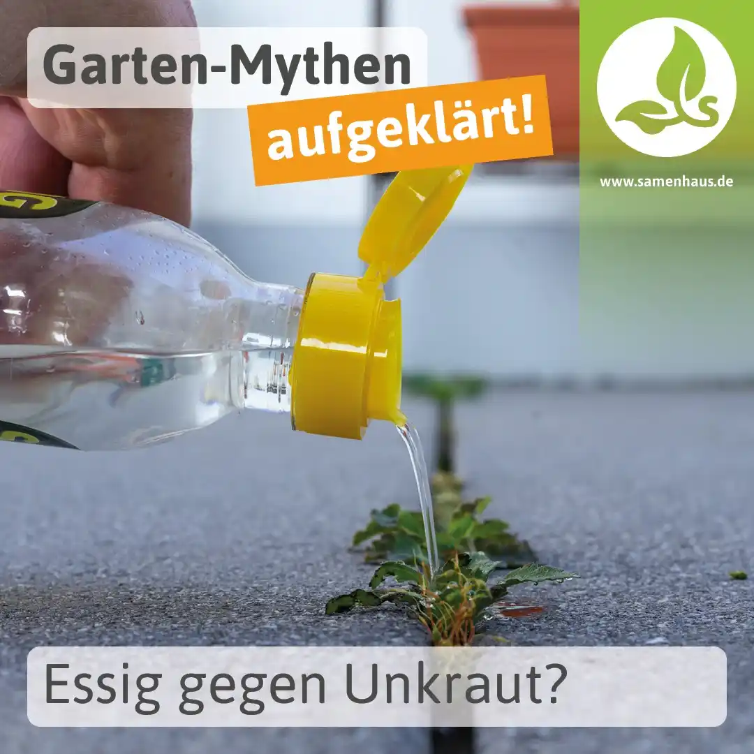 Image from Samenhaus.de Gartenkanal: Dass *Essig* nicht nur den Salat würzt, sondern auch als *Hausmittel* ...