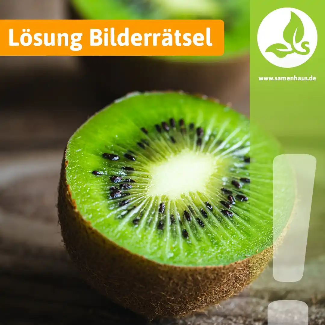 Image from Samenhaus.de Gartenkanal: Die Auflösung ist da – es war die *Kiwi*! 🥝  Diese pelzige Powerfruch...
