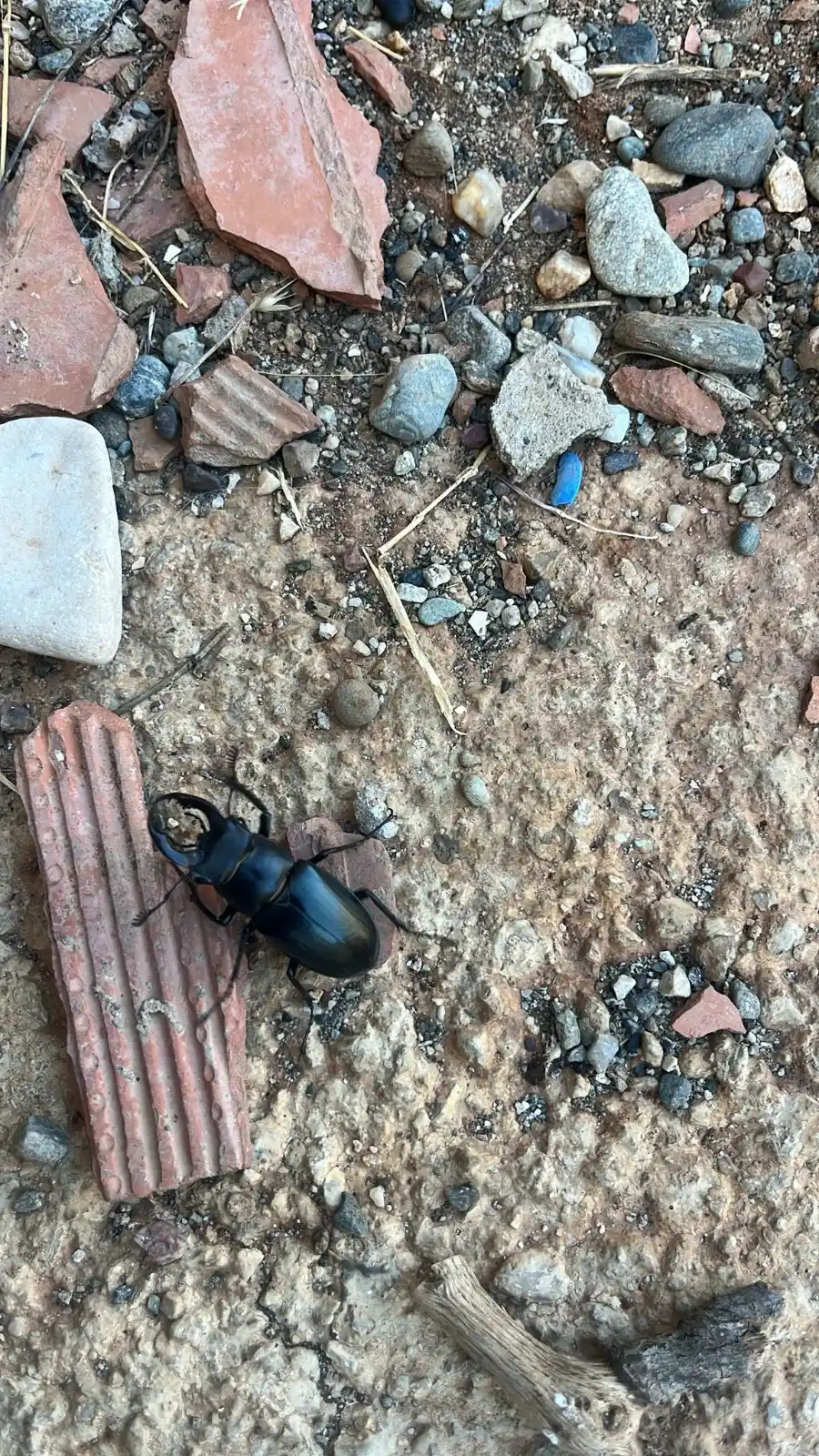 Image from Onedio: Diyarbakır'da nesli tükenme tehdidi altındaki Geyik Böceği görüntülend...