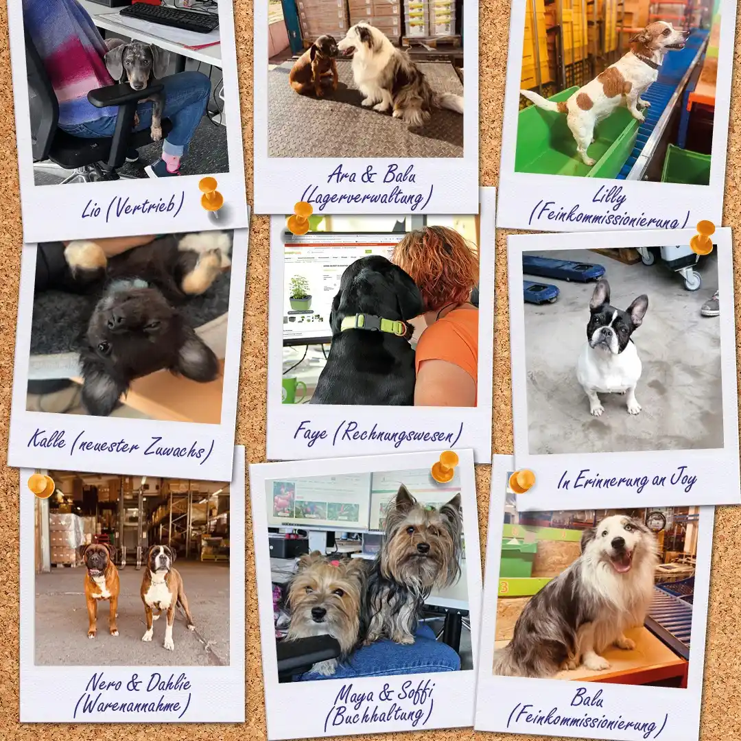 Image from Samenhaus.de Gartenkanal: Ein Tag, wie für uns und unsere Vierbeiner gemacht. Unsere Hunde bring...