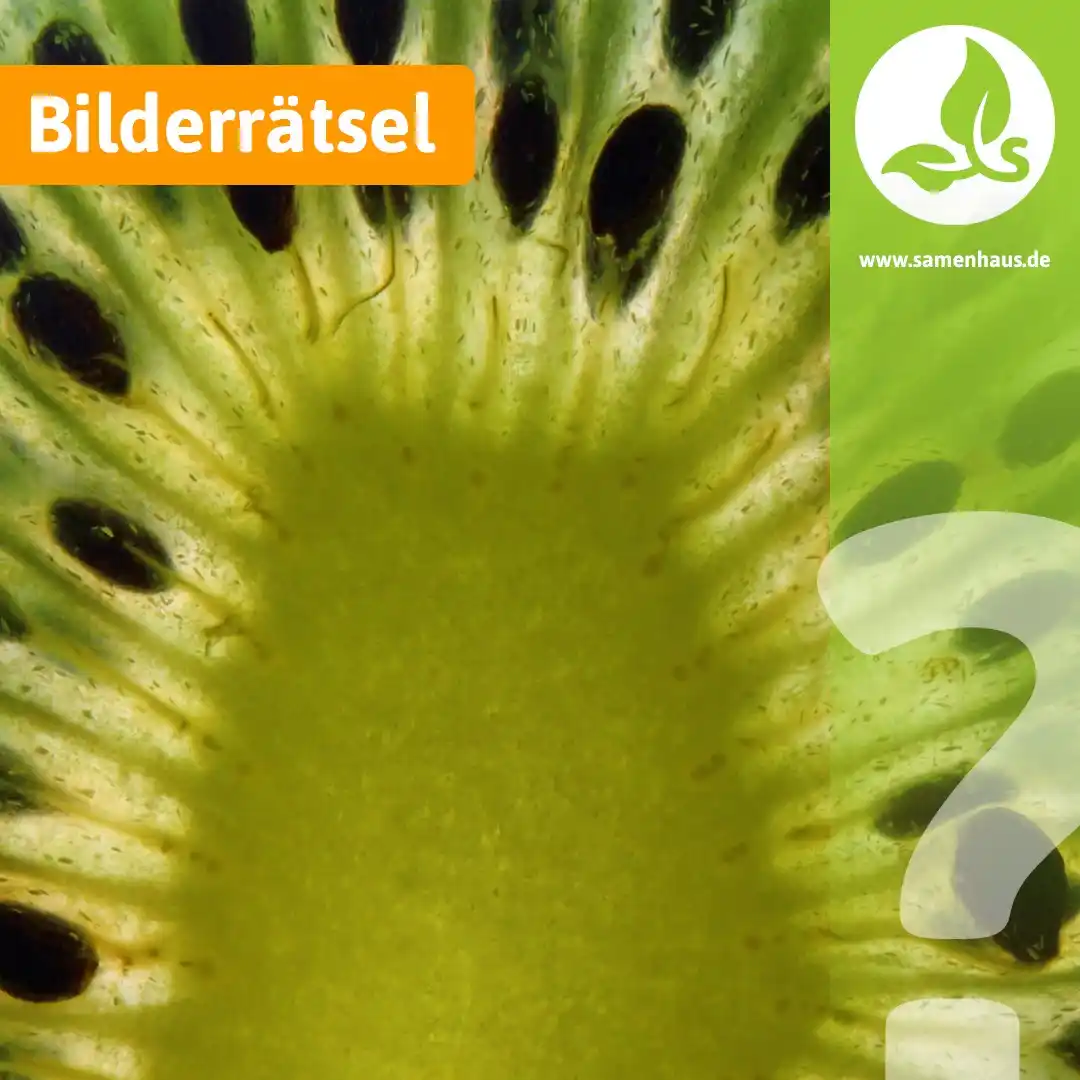 Image from Samenhaus.de Gartenkanal: Es ist Freitag – Zeit für euer Rätsel! Was könnte dieses faszinierende...