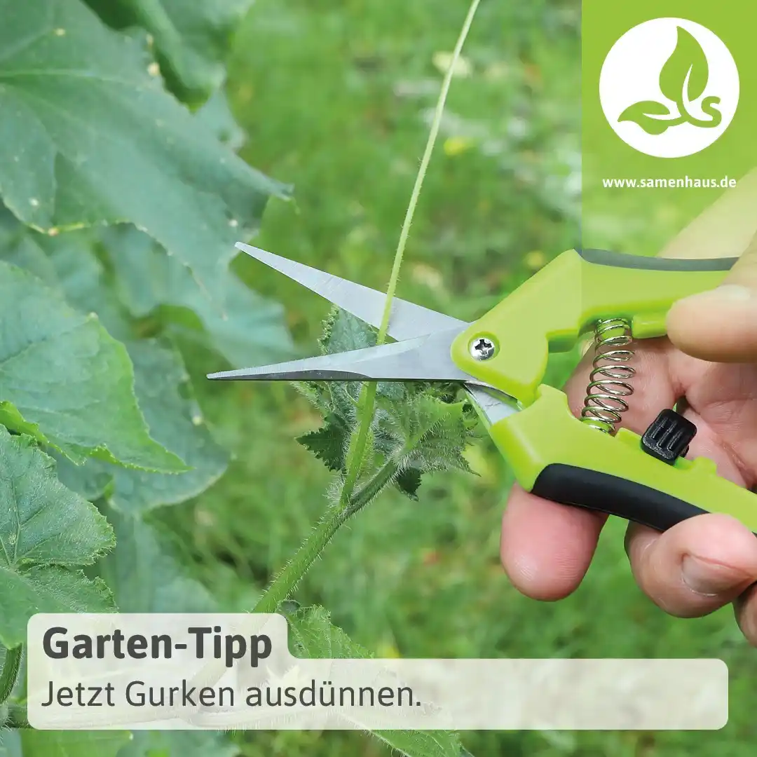 Image from Samenhaus.de Gartenkanal: *Gurken ausdünnen* – ja oder nein? 🥒🌱 Habt ihr schon mal gehört, das...