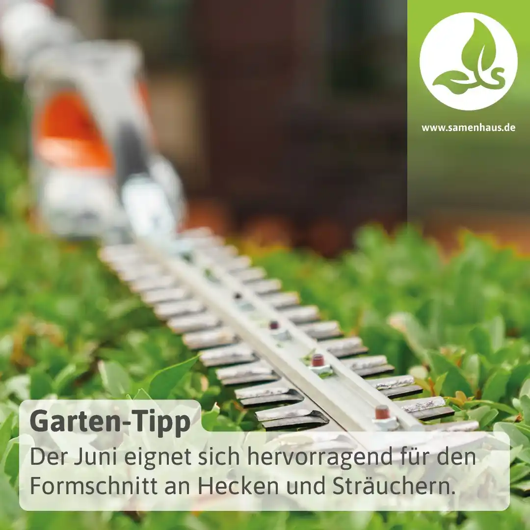 Image from Samenhaus.de Gartenkanal: Im Juni ist der perfekte Moment, um *Hecken und Sträuchern wieder Form...