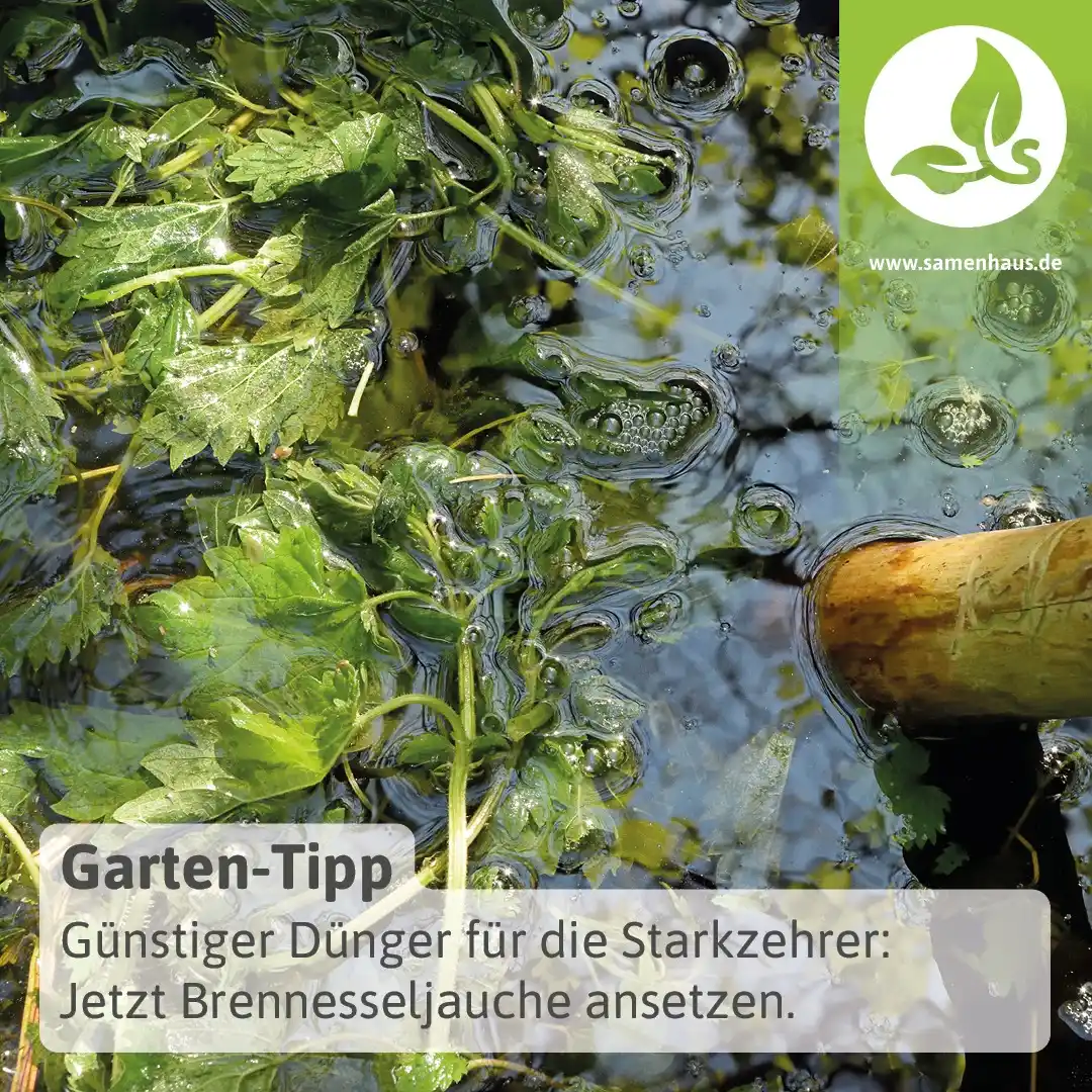 Image from Samenhaus.de Gartenkanal: Jetzt ist die beste Zeit, um *Brennnesseljauche* anzusetzen, denn sie ...
