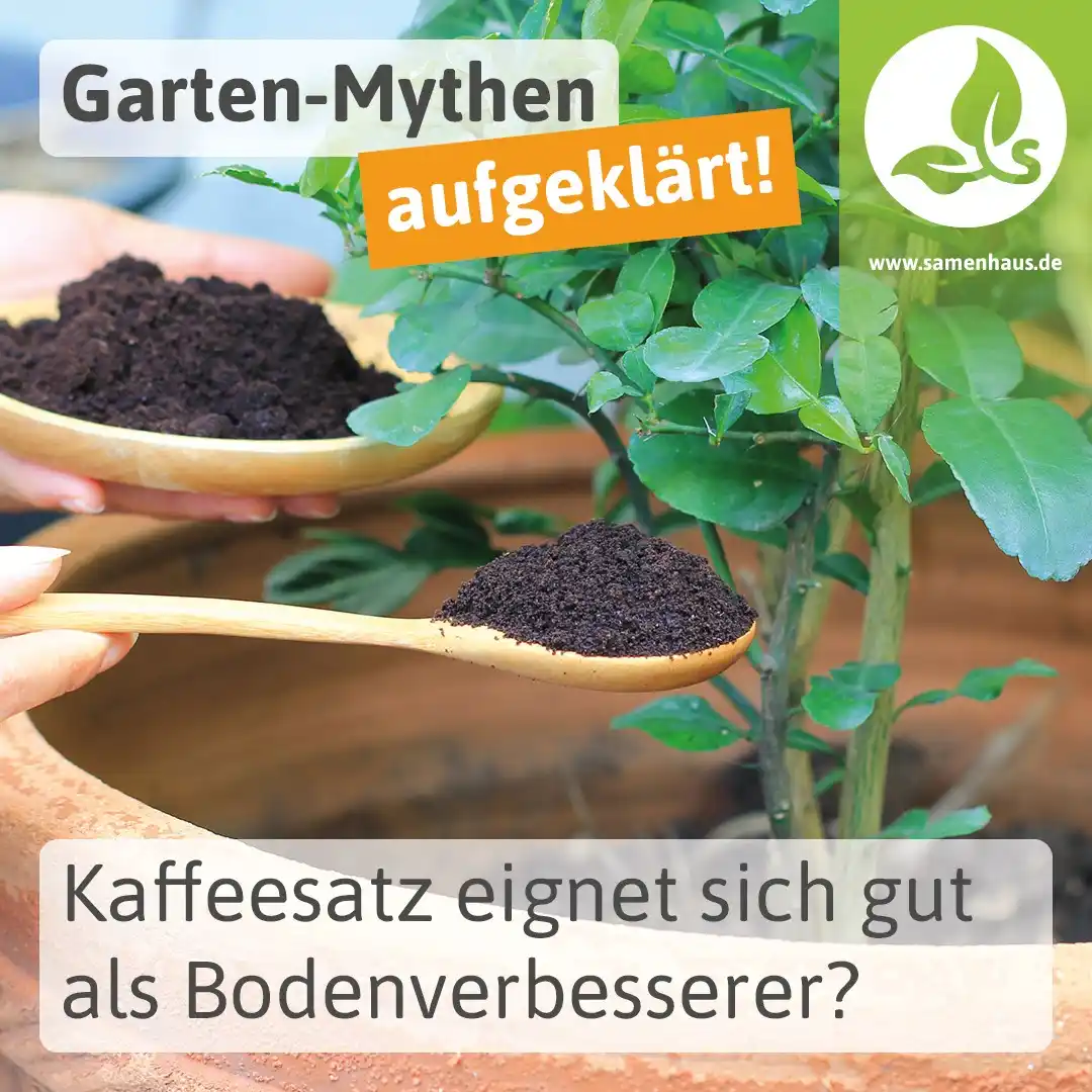Image from Samenhaus.de Gartenkanal: *Kaffeesatz eignet sich gut als Bodenverbesserer* – oder?  *Stimmt tei...